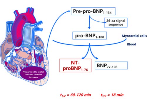 Brain natriuretic peptide test