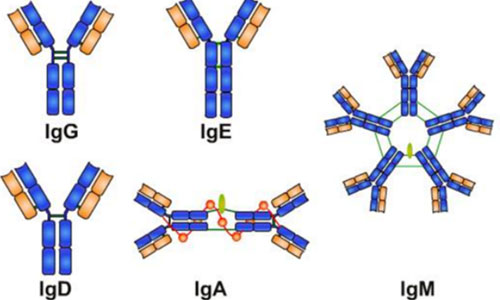 Here's Everything You Need To Know About Immunoglobulins