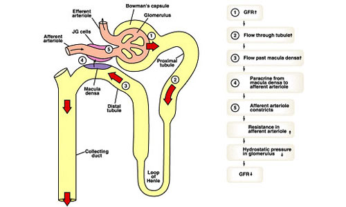 Interpretation of Clinical Significance of Urinary Microglobulin